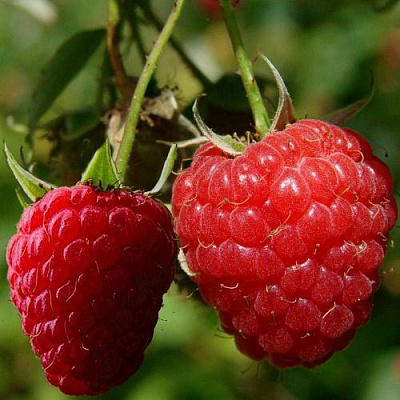 Кустовая в Калининграде