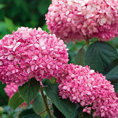 Розовая в Калининграде