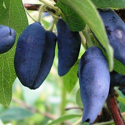 Жимолость съедобная в Калининграде