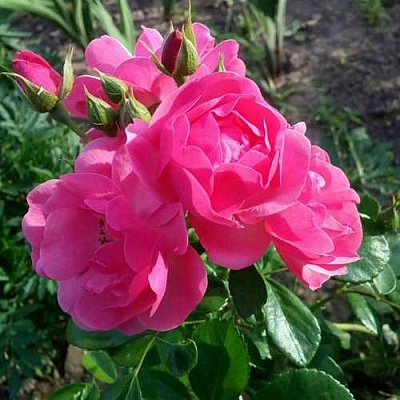 Роза АНГЕЛА флорибунда в Калининграде
