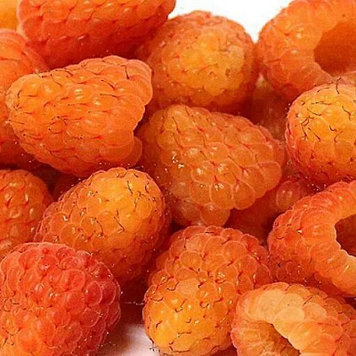 Оранжевая в Калининграде