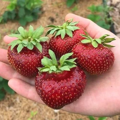 Клубника МАЛЬВИНА в Калининграде