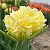 Тюльпан ВАНИЛЛА ДАНС бахромчатый в Калининграде