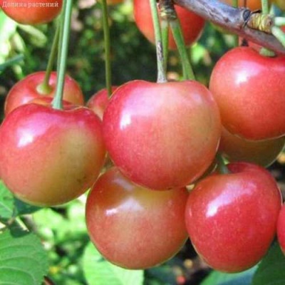 Черешня ЮЛИЯ в Калининграде