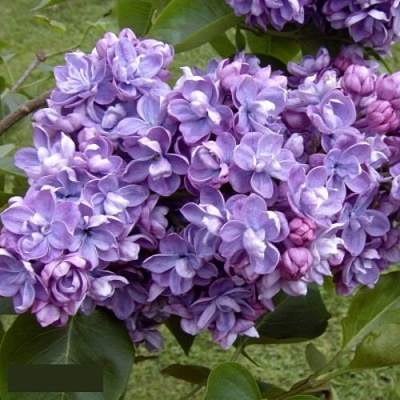 Сирень АМИ ШОТТ в Калининграде
