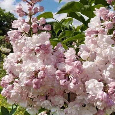 Сирень КРАСАВИЦА МОСКВЫ в Калининграде