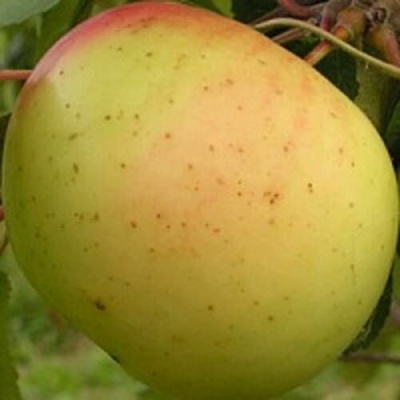 Яблоня БАНАНОВОЕ в Калининграде