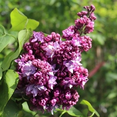 Сирень МАРШАЛ МАЛИНОВСКИЙ в Калининграде