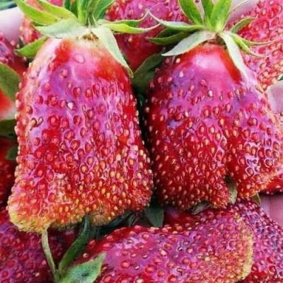 Клубника КУПЧИХА в Калининграде