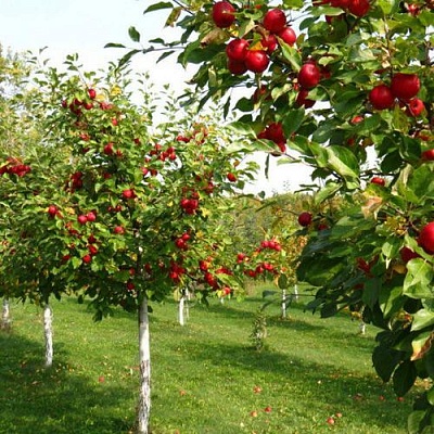 Плодовые деревья в Калининграде