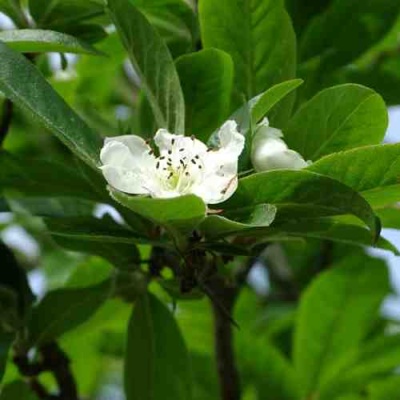 МУШМУЛА  в Калининграде