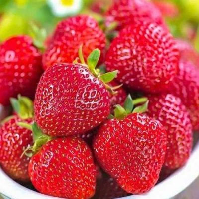 Клубника СИЛЬВИЯ в Калининграде