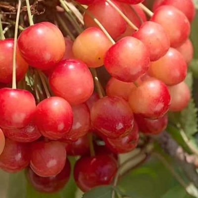 Черешня ЮЛИЯ в Калининграде