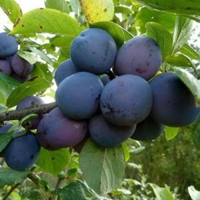 Слива КРОМАНЬ в Калининграде
