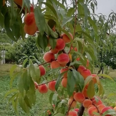 Персик ВУЛКАН в Калининграде