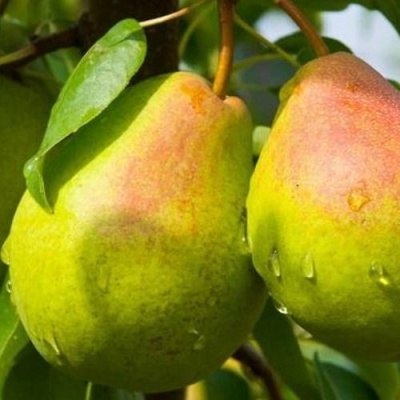 Груша ФЛЕЙТА в Калининграде