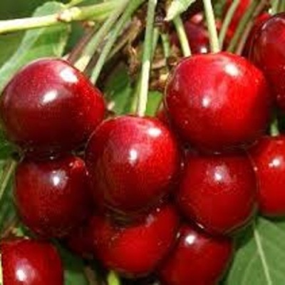 Черешня МИНЧАНКА в Калининграде