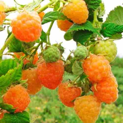 Малина ЗОЛОТЫЕ КУПОЛА в Калининграде