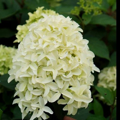 Средняя в Калининграде