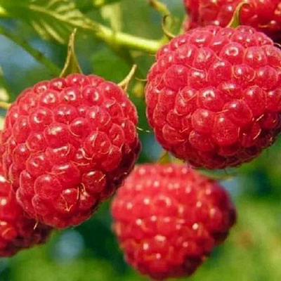 Поздняя в Калининграде