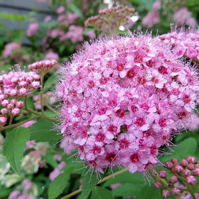 Розовая в Калининграде