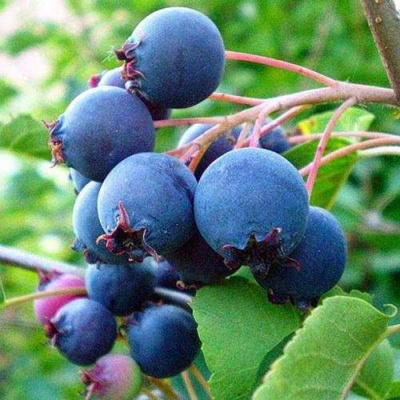 Ирга ПЕМБИНА в Калининграде