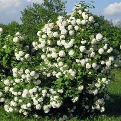 Калина БУЛЬДЕНЕЖ в Калининграде