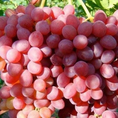 Виноград КИШМИШ КРАСНЫЙ в Калининграде
