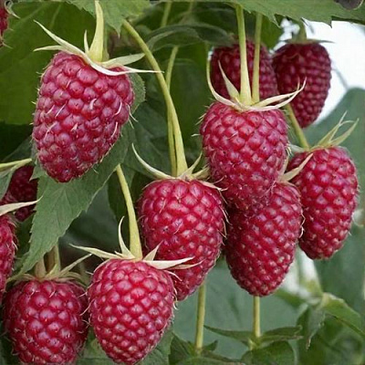 Высокая в Калининграде