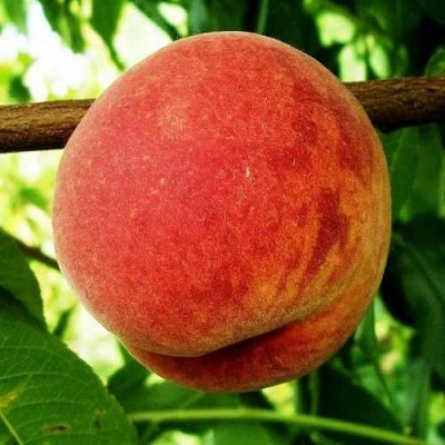 Персик ВАРДЕНИ в Калининграде