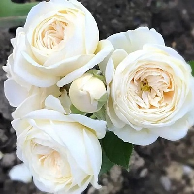 Роза АРТЕМИС шраб в Калининграде