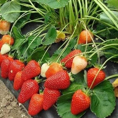 Клубника РОКСАНА в Калининграде