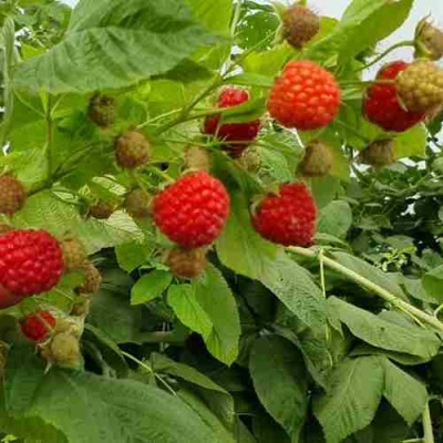 Малина КВЕЛЛИ в Калининграде