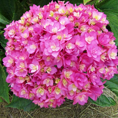 Ремонтантная в Калининграде