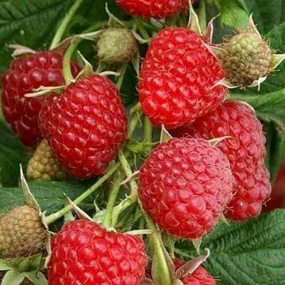 Малина ГЛЕН АМПЛ в Калининграде