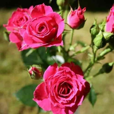 Роза ЛАВЛИ ЛИДИЯ спрей в Калининграде