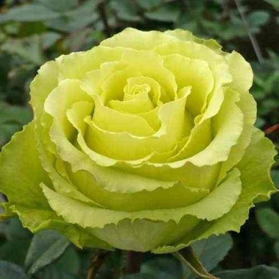 Роза ЛИМБО (ДОЛЛАР) чайно-гибридная  в Калининграде
