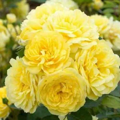 Роза АНИ ДЮПРЕЙ флорибунда в Калининграде