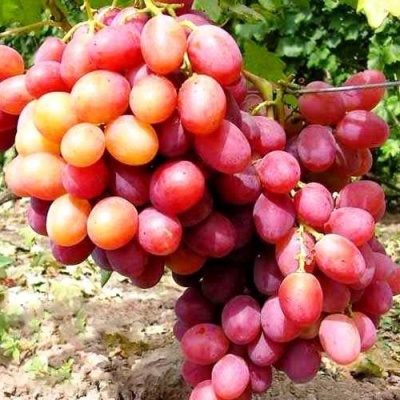 Виноград АНЮТА в Калининграде