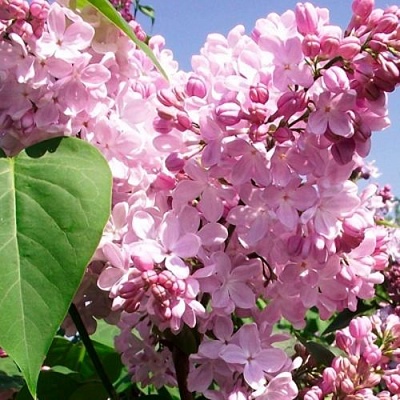 Сирень АДЕЛИНА в Калининграде