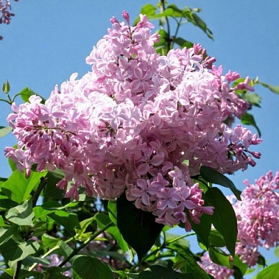 Сирень БУФФОН в Калининграде
