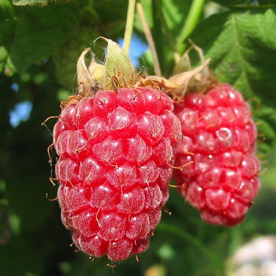 Крупная в Калининграде