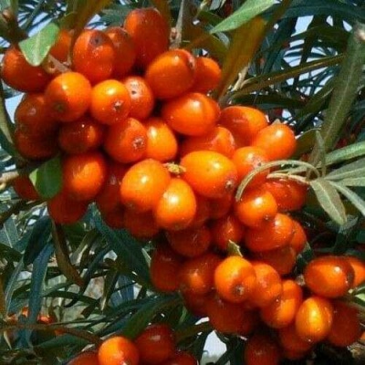 Облепиха ПЛАМЕННАЯ в Калининграде