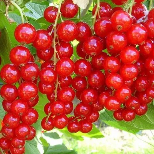 Смородина красная ФЕРТОДИ в Калининграде