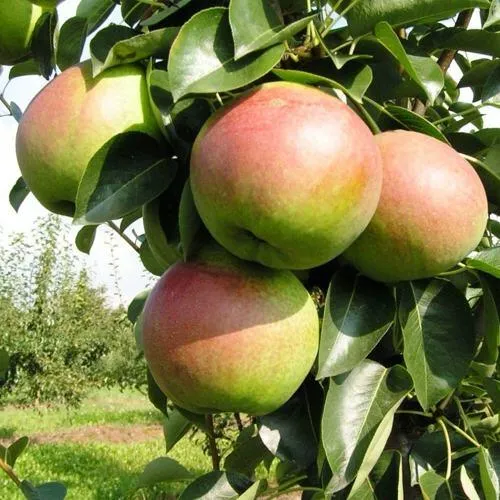 Груша КУПАЛА в Калининграде