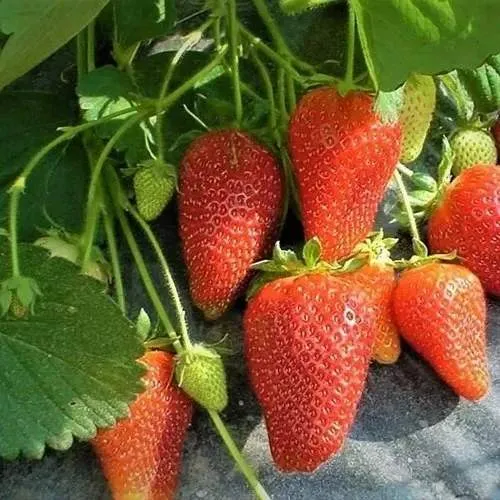 Клубника РОКСАНА в Калининграде