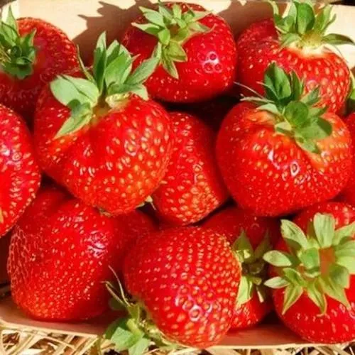 Клубника ЭЛЬСАНТА в Калининграде