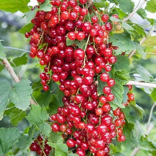 Смородина красная РЕД ЛЕЙК в Калининграде