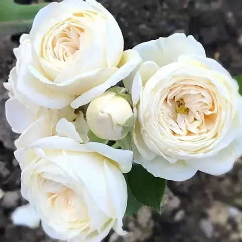 Роза АРТЕМИС шраб в Калининграде