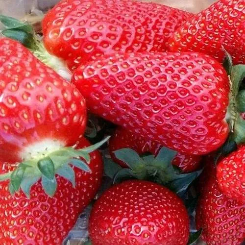 Клубника АМИ в Калининграде